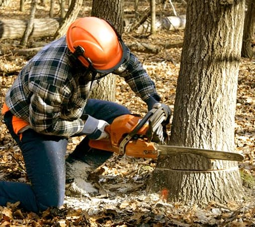 Tree Removal in Edgewood, TX